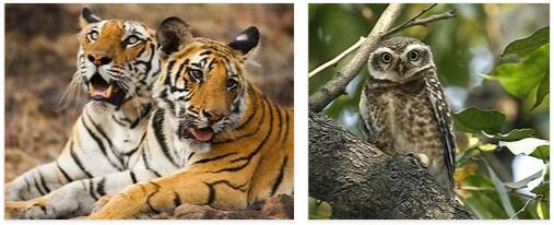 Bangladesh Wildlife