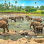 Best Travel Time and Climate for Sri Lanka