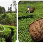 Kenya Agriculture, Fishing and Forestry